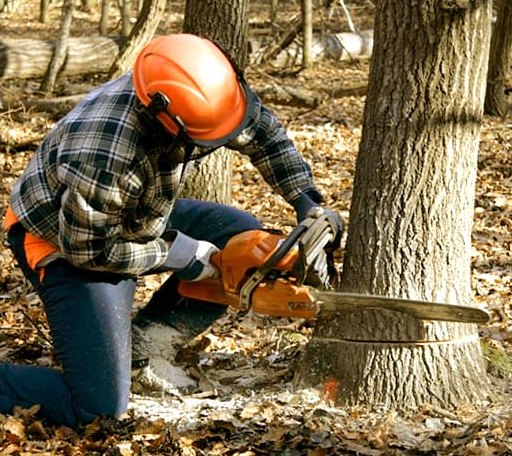 Tree Removal in Prairie, MS